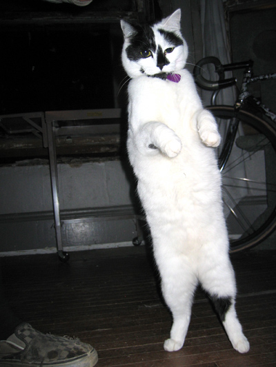 Fang.