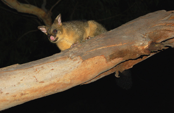 aussie possum?