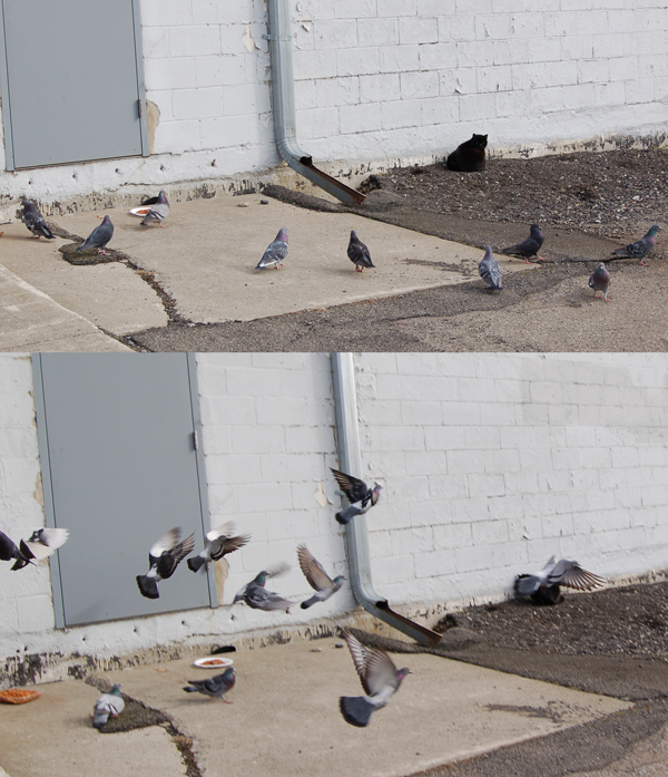 Pigeons and feral cats. Binghamton is peppered with them.