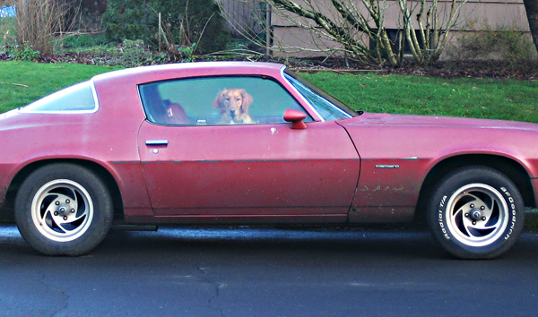 forgash's car and dog....