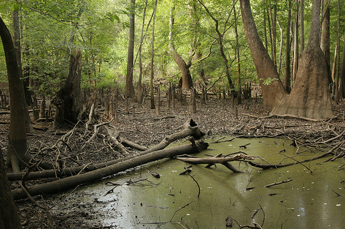 this swamp is deadly as shit.