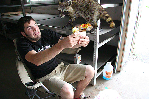 First Styx, and now Grindcore, the raccoons have had enough.