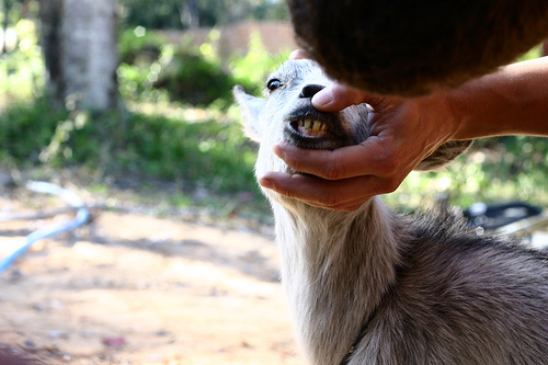 trail goat!!!