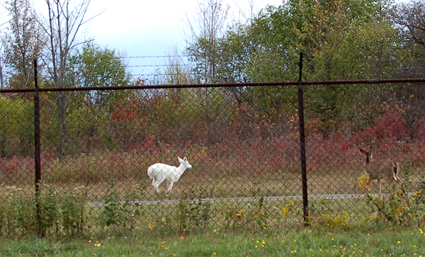An albino Honkey deer in an old defunct Army Missile Bunker